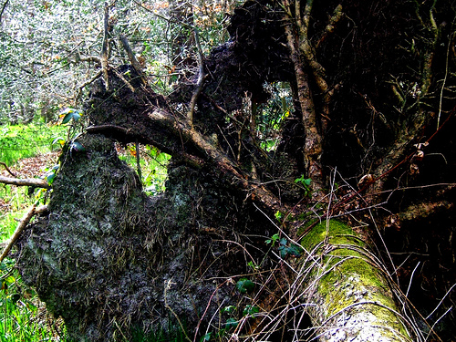 image of an uprooted tree, mossy trunk and greenery surrounding it.